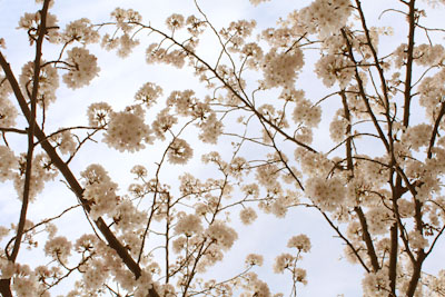 烏森公園の桜